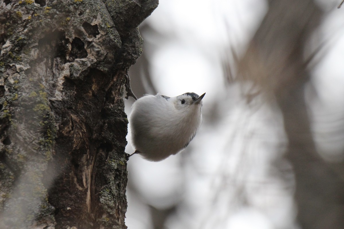 Sittelle à poitrine blanche (carolinensis) - ML645420640