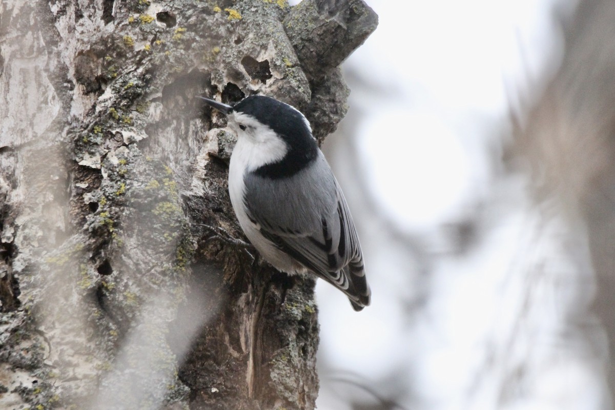 Sittelle à poitrine blanche (carolinensis) - ML645420641