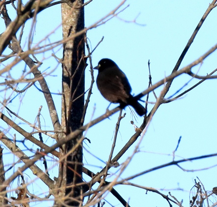 Common Grackle - ML645420642