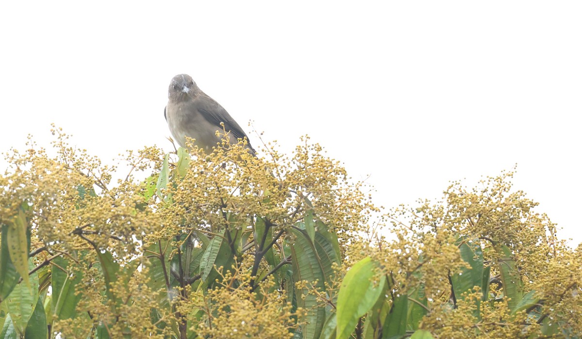 Zorzal Piquinegro - ML645420644