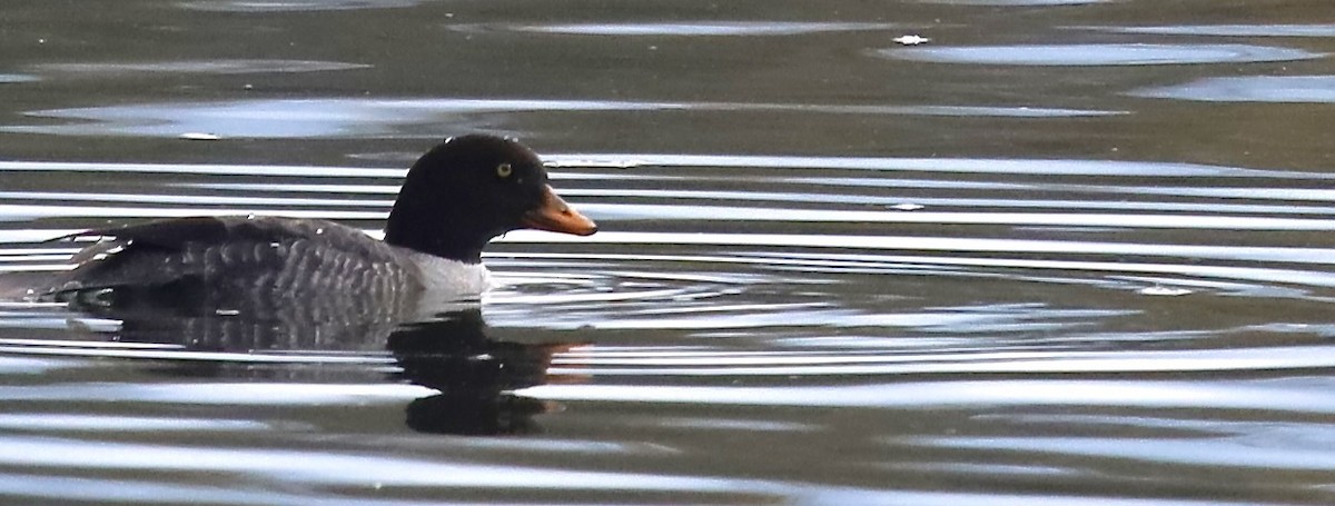 Murgilari islandiarra - ML645420656