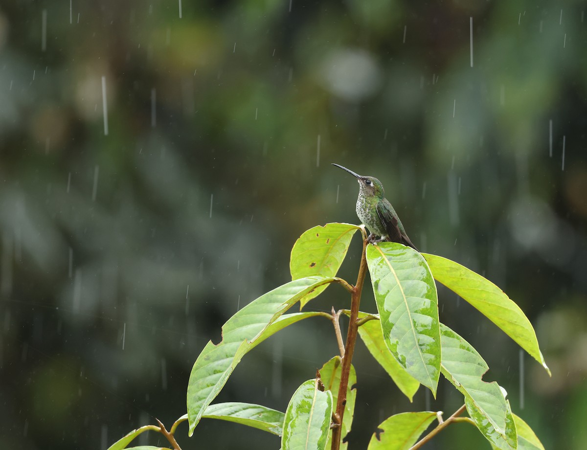 Colibri grivelé - ML645420657