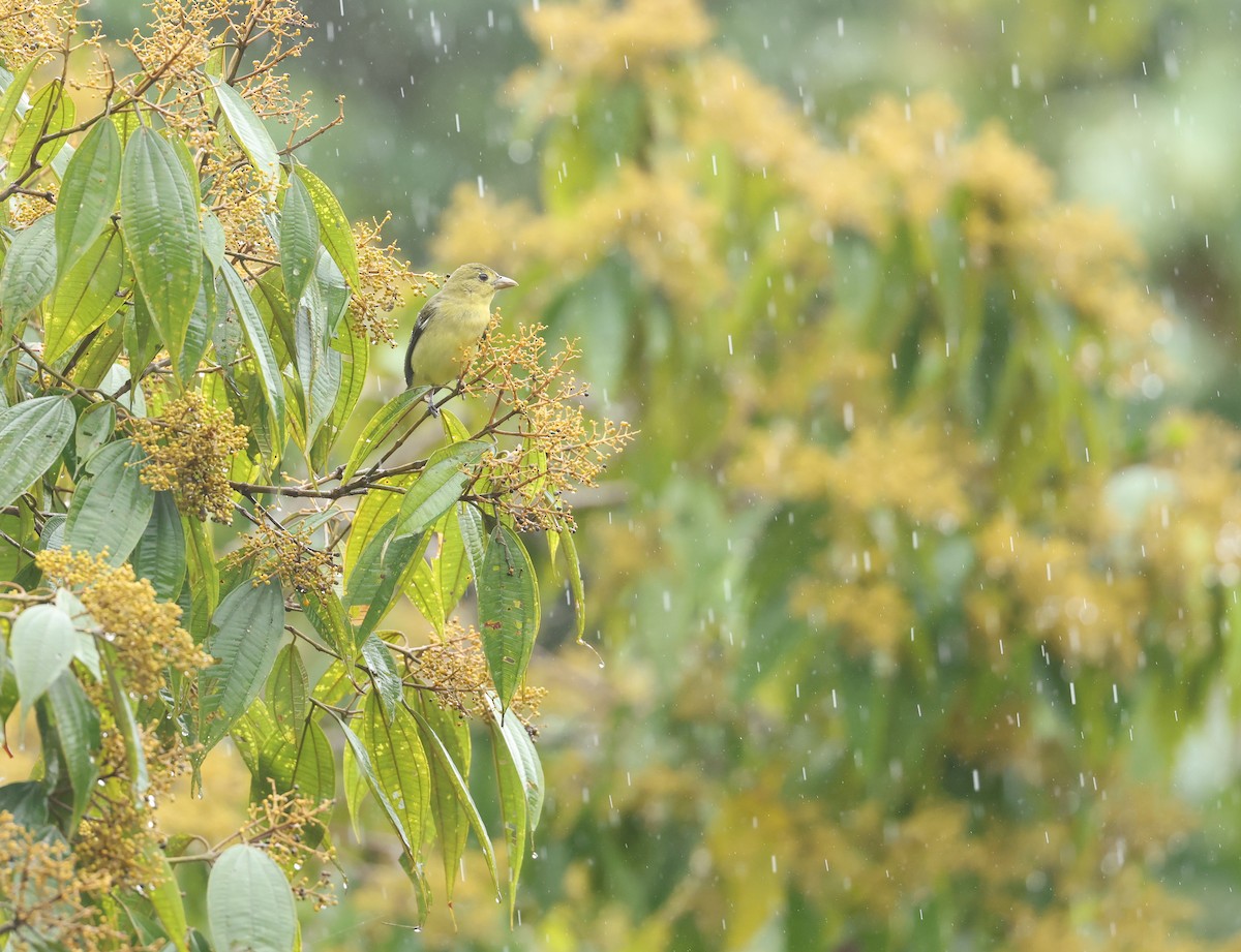 Піранга кармінова - ML645420664