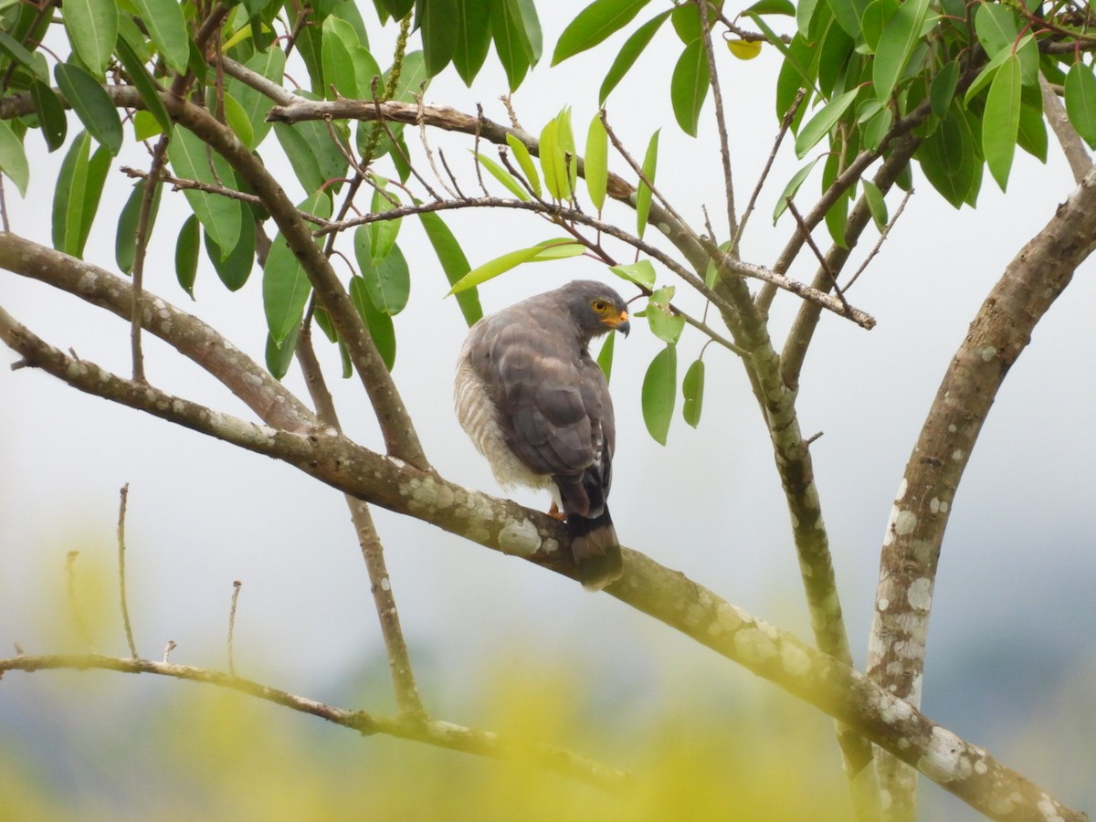 Roadside Hawk - ML645420670