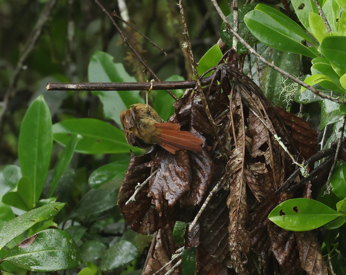 Montane Foliage-gleaner - ML645420673