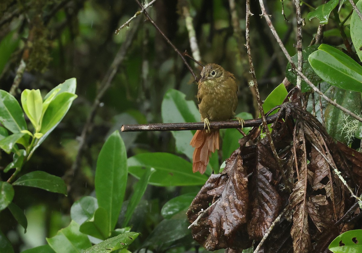 Montane Foliage-gleaner - ML645420674