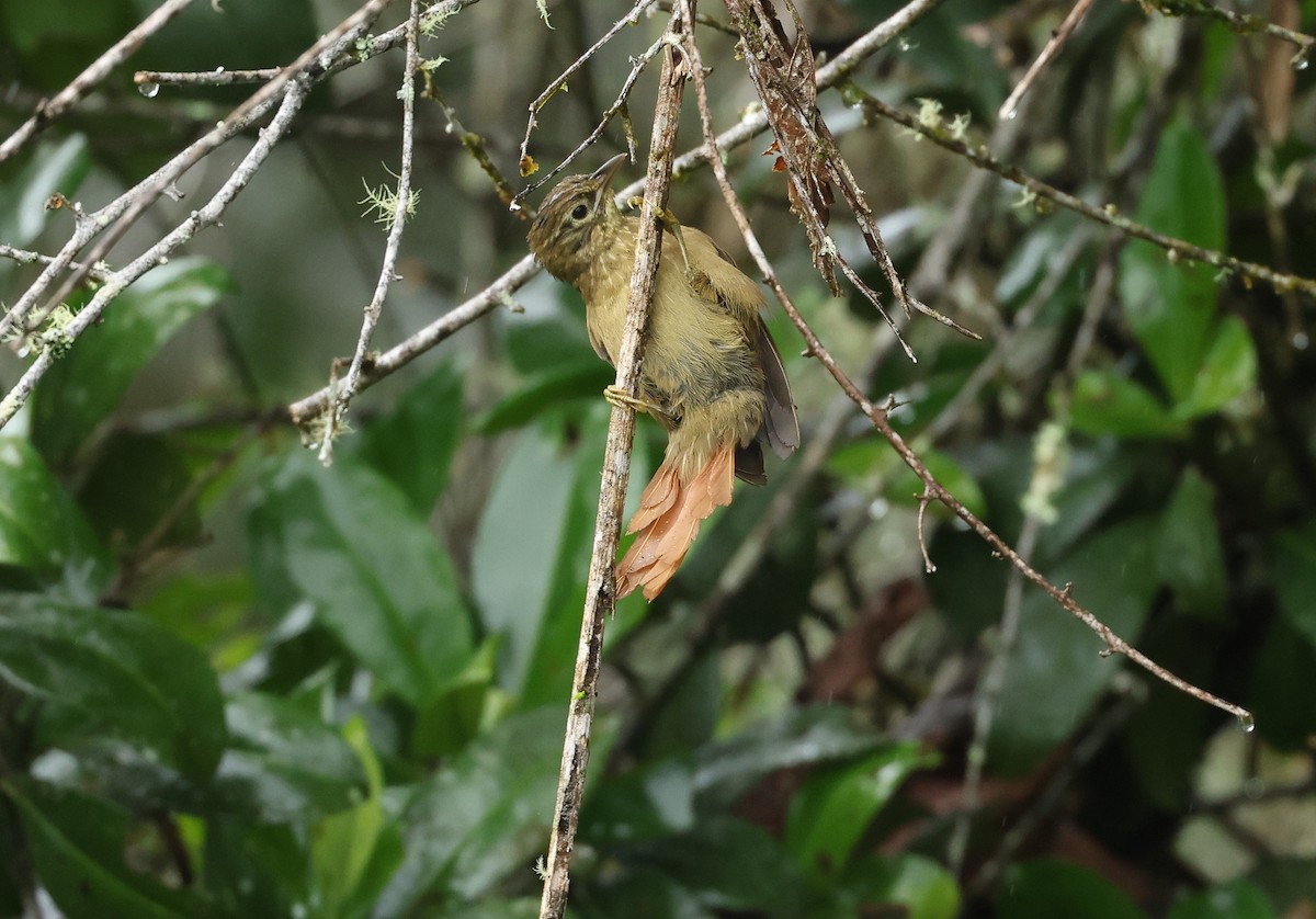 Montane Foliage-gleaner - ML645420675