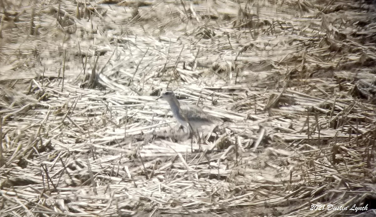 アメリカムナグロ - ML645420680