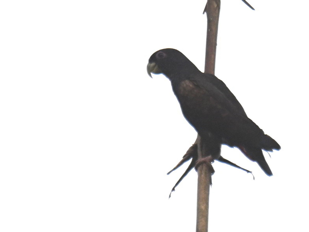 Bronze-winged Parrot - ML645420687