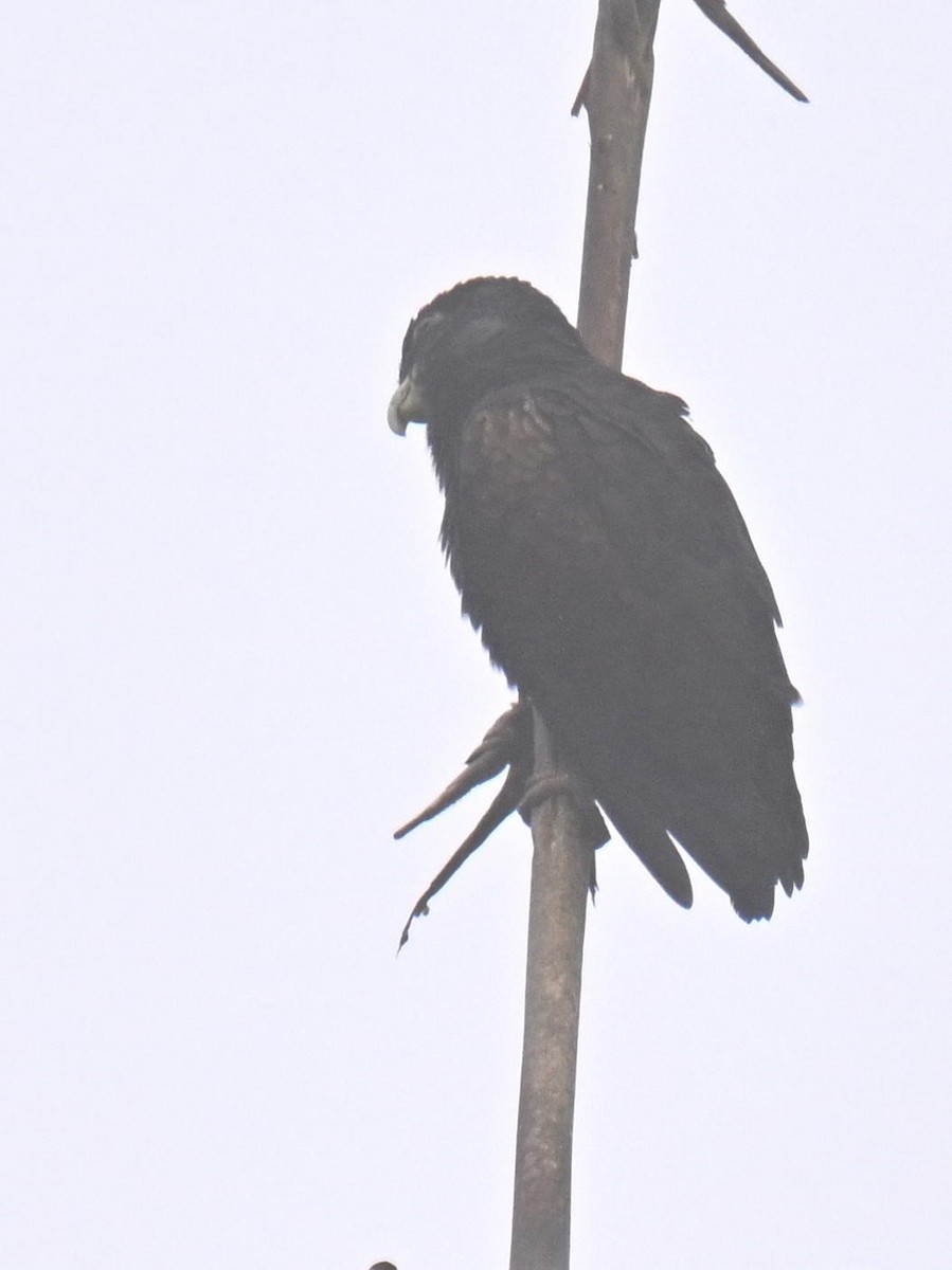 Bronze-winged Parrot - ML645420688