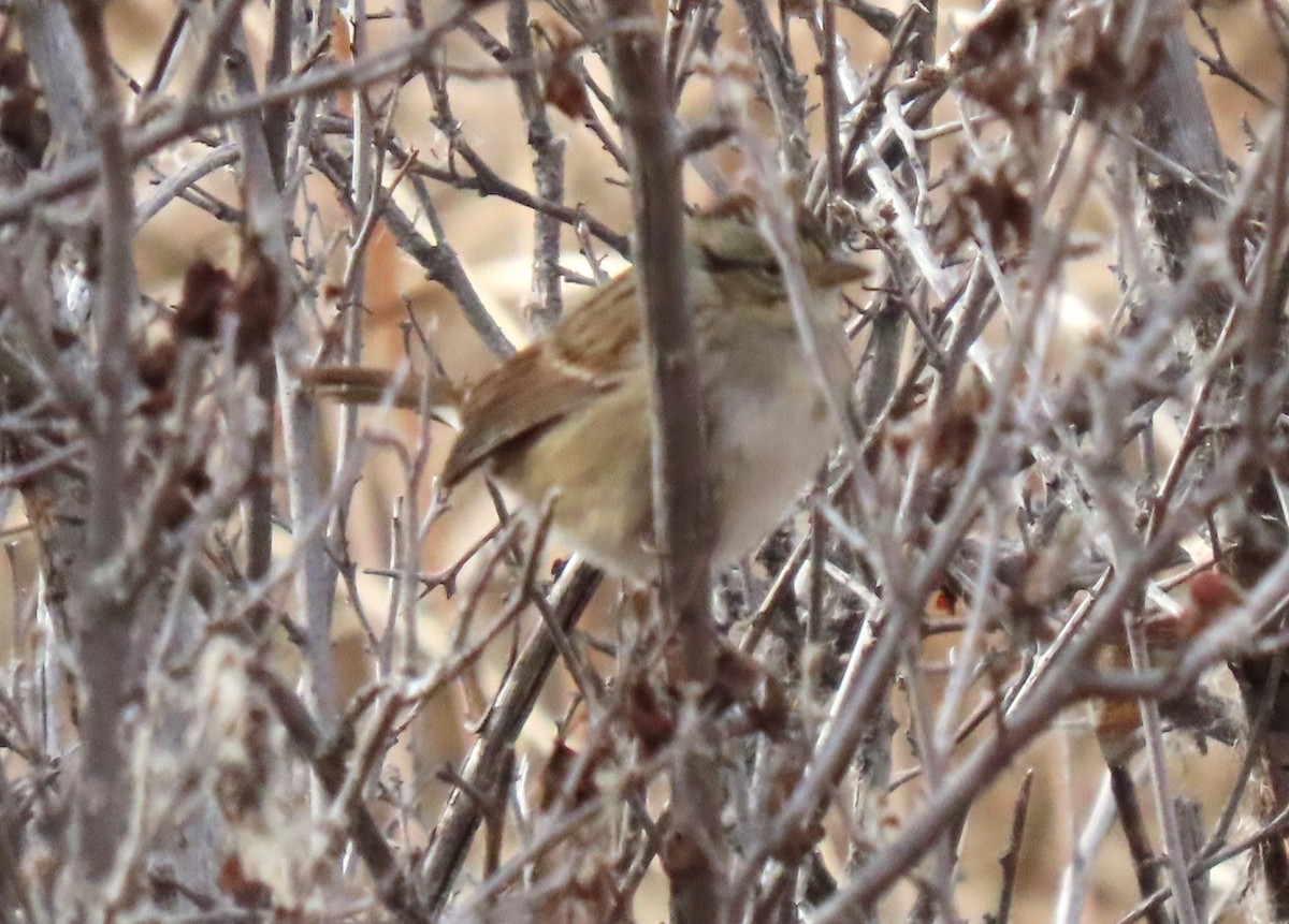 Bruant des marais - ML645420689