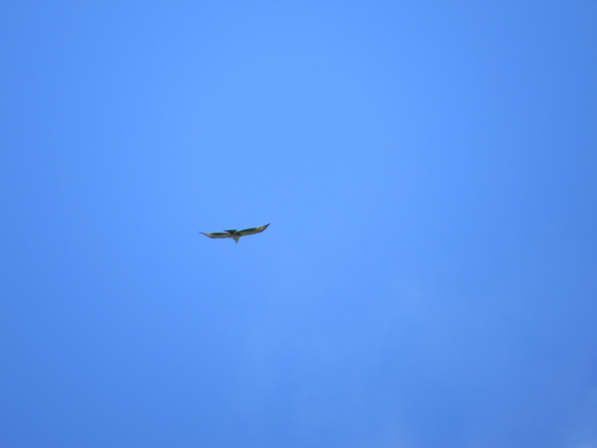 Black-and-chestnut Eagle - ML645420694