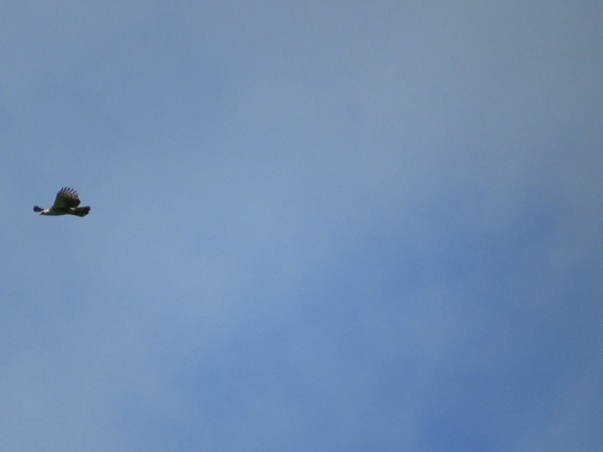 Black-and-chestnut Eagle - ML645420696