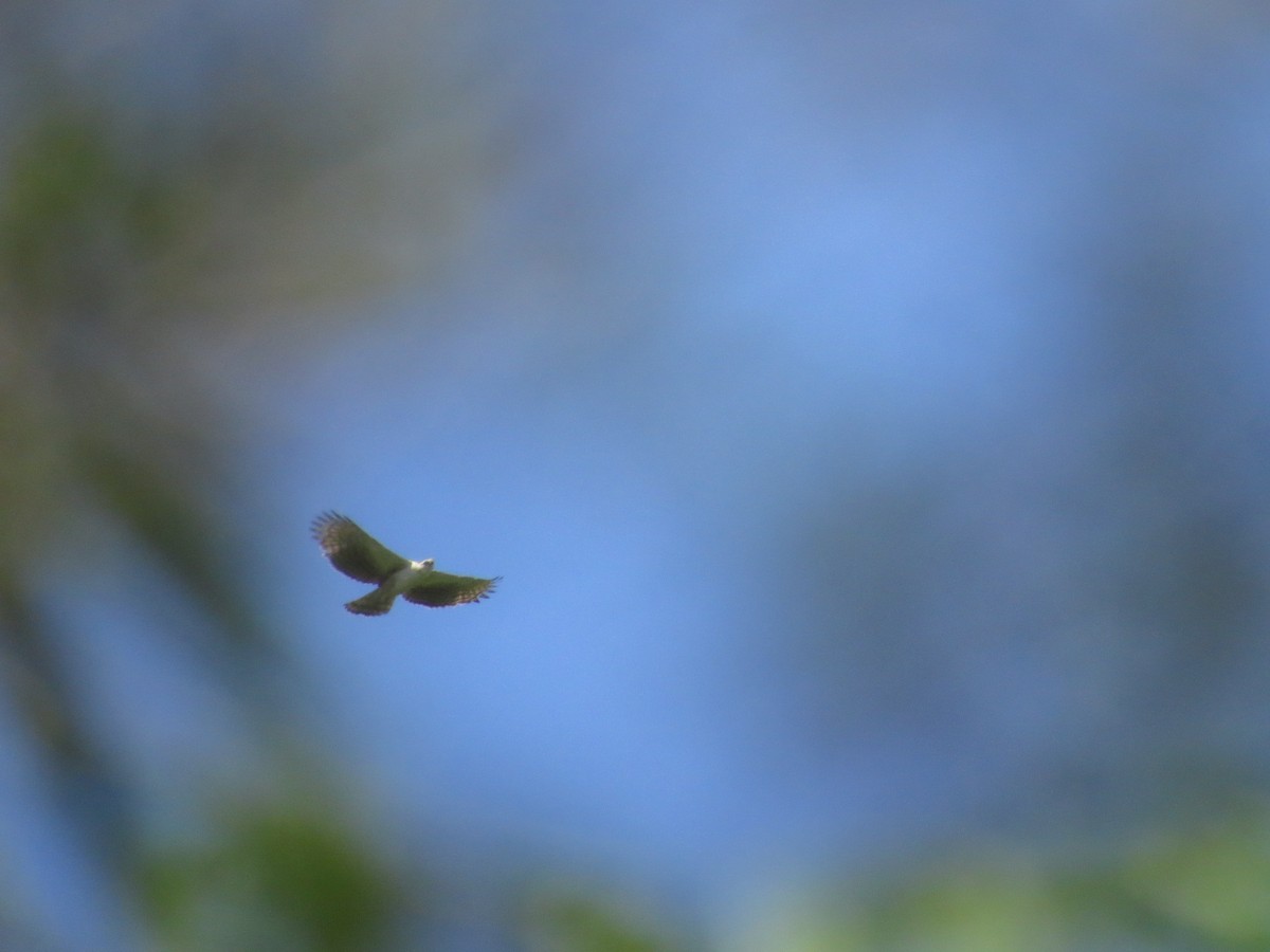 Black-and-chestnut Eagle - ML645420697