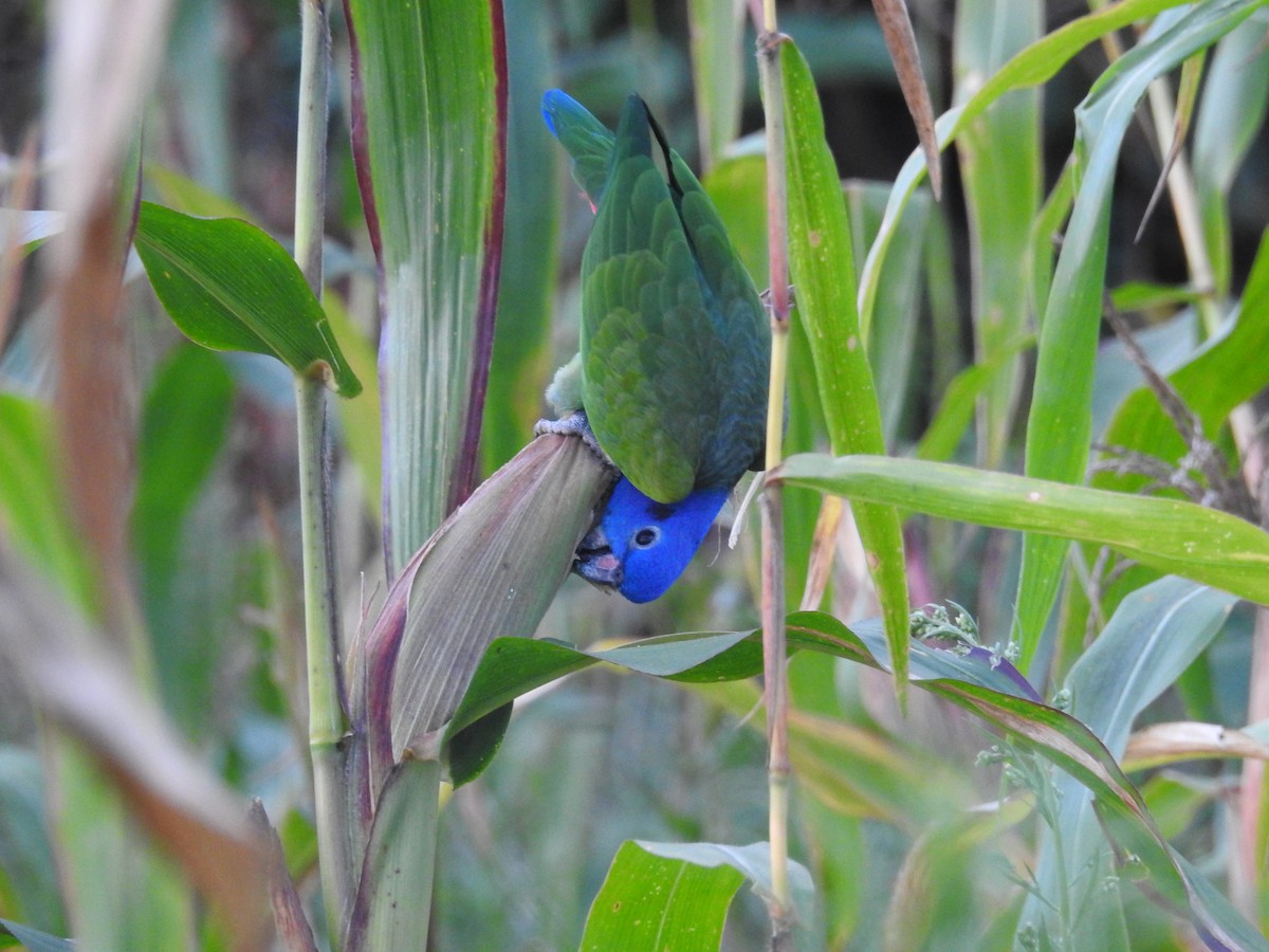 Blue-headed Parrot - ML645420706