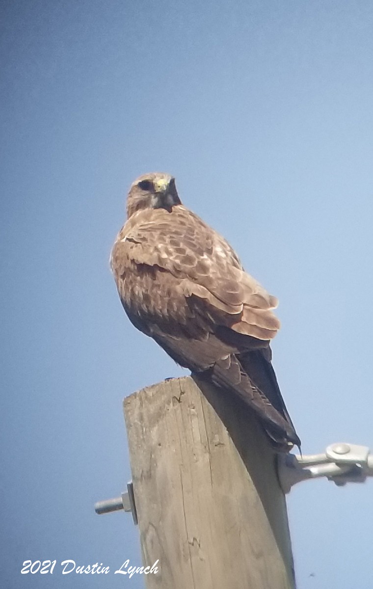 Свенсонов канюк - ML645420712