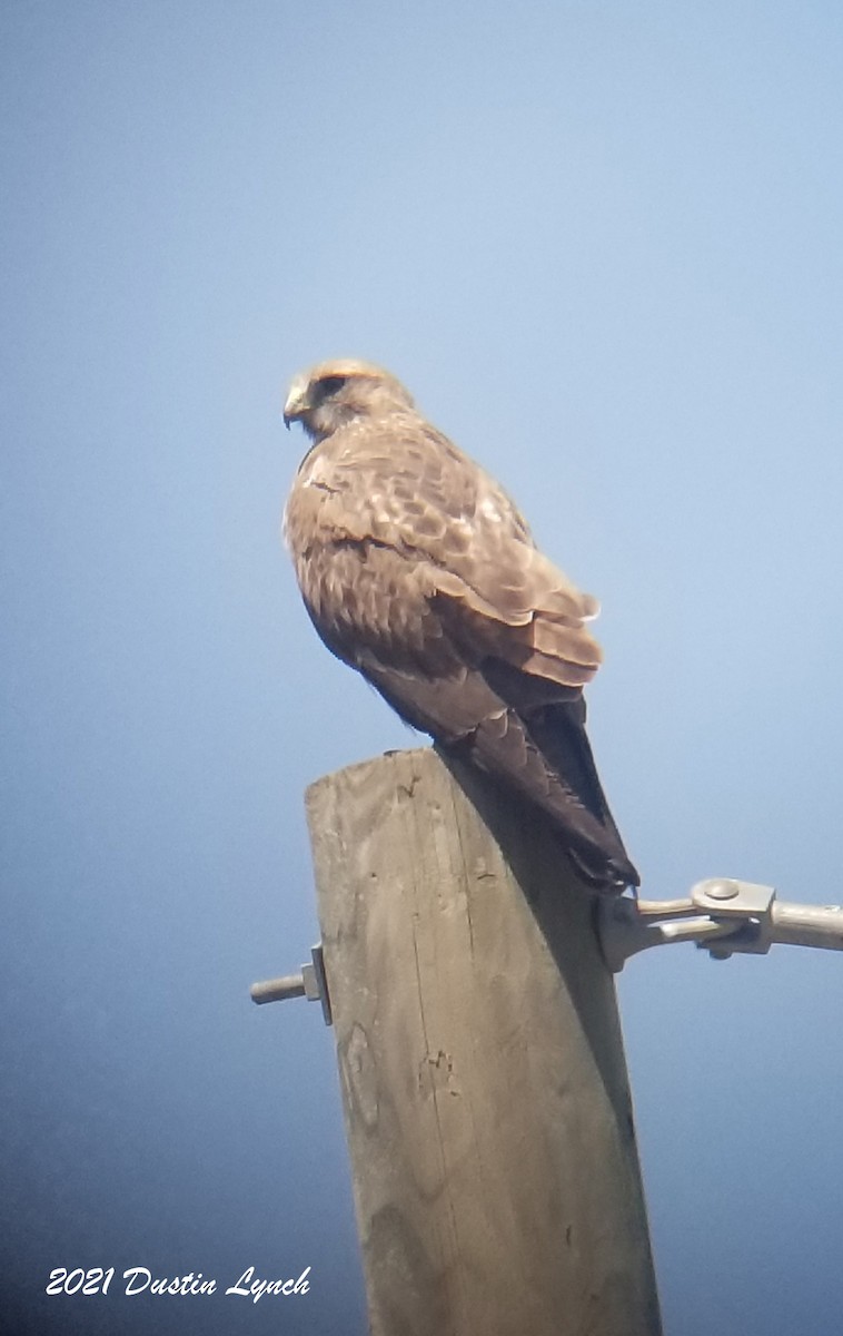 Свенсонов канюк - ML645420713