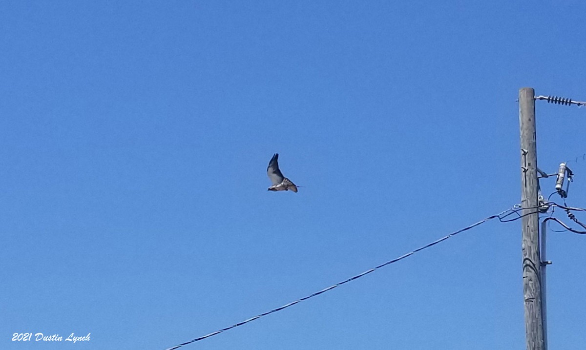 Свенсонов канюк - ML645420714