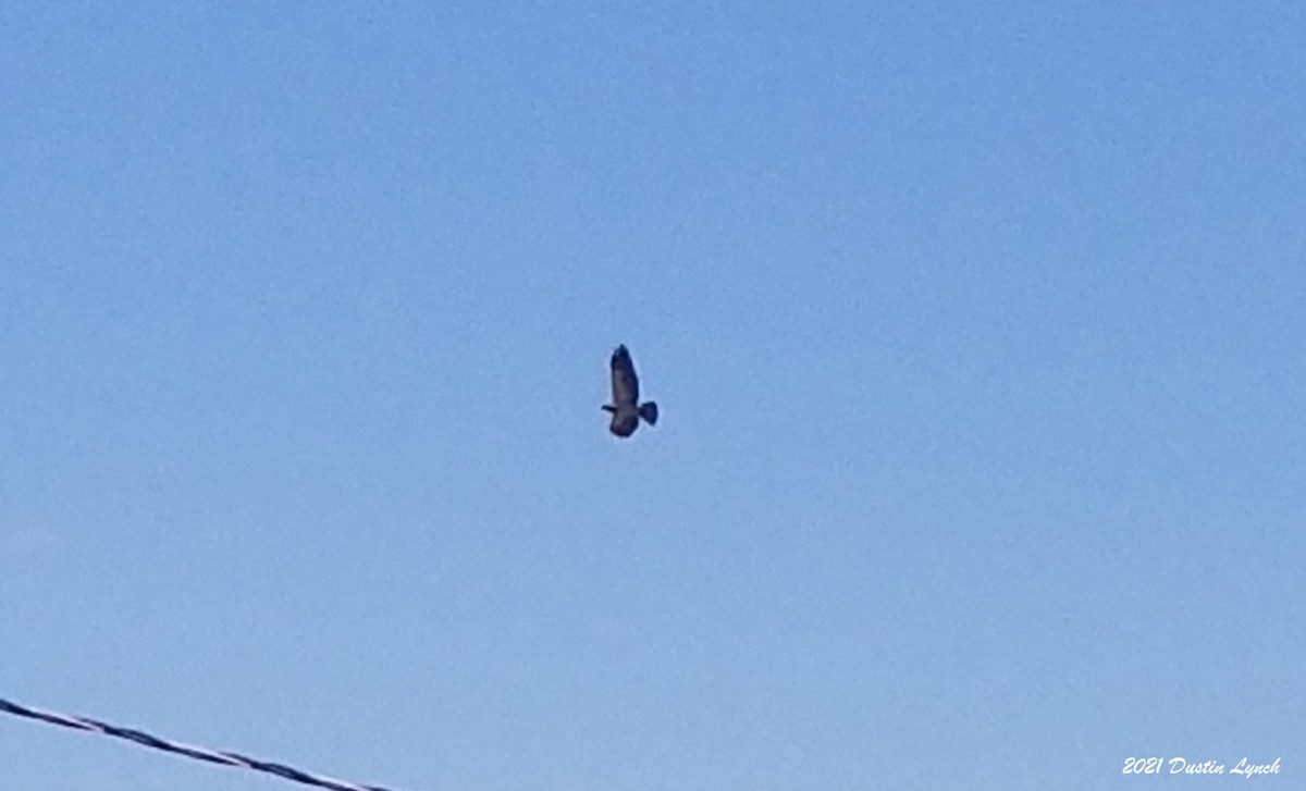 Свенсонов канюк - ML645420715