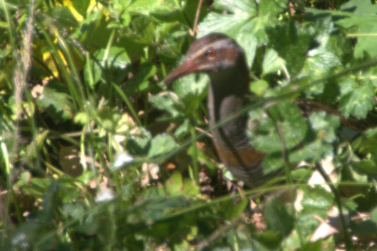 Buff-banded Rail - ML645420717