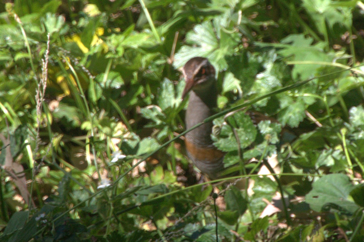 Buff-banded Rail - ML645420718