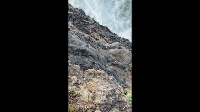 Black Phoebe (Northern) - ML645420734