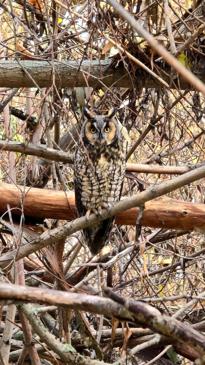 Long-eared Owl - ML645420735