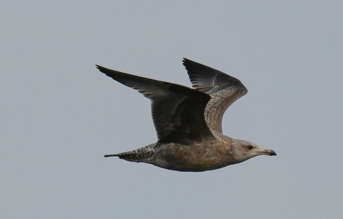 American Herring Gull - ML645420755