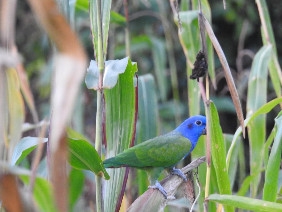 Blue-headed Parrot - ML645420756