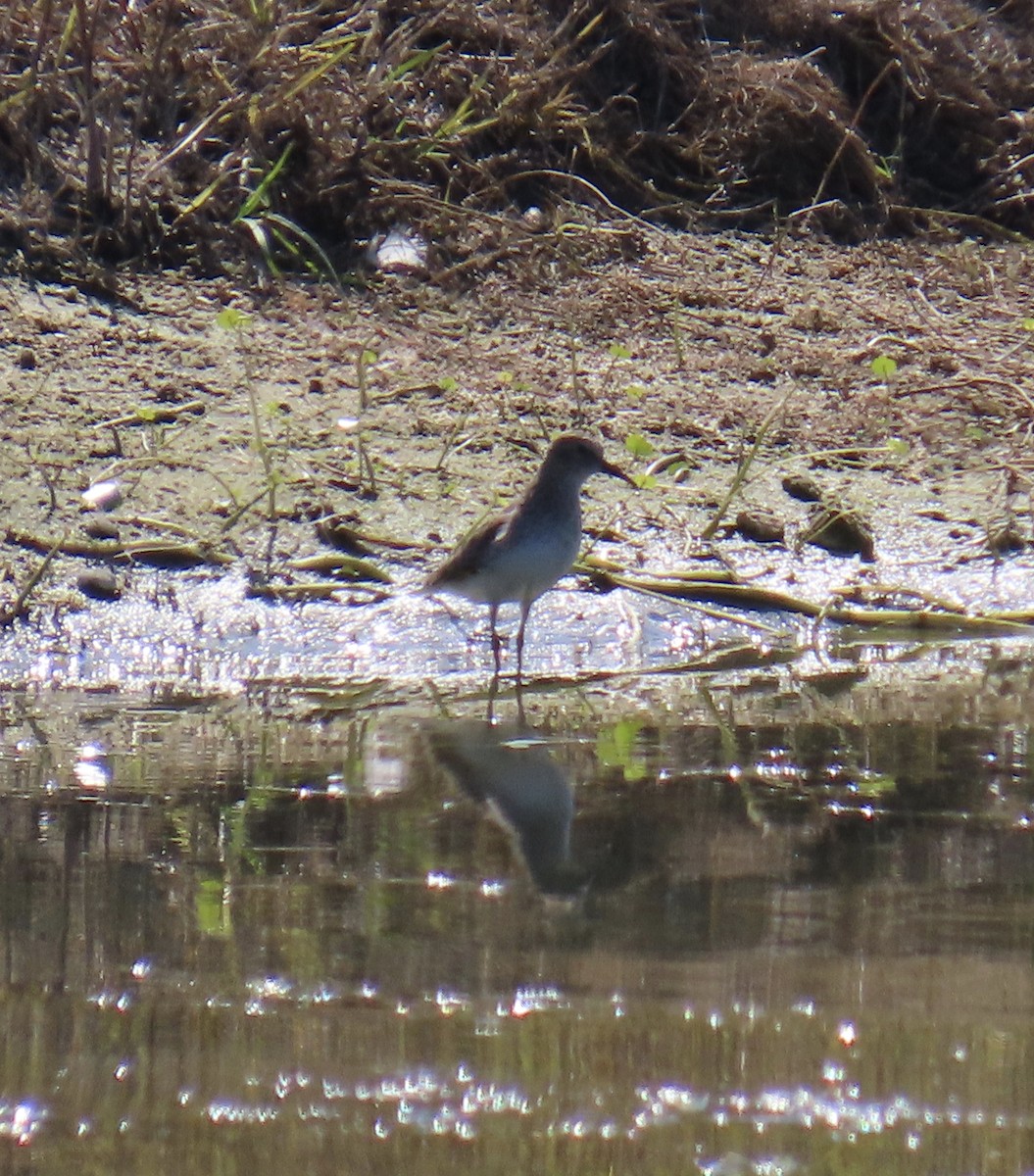 Correlimos sp. - ML645420759