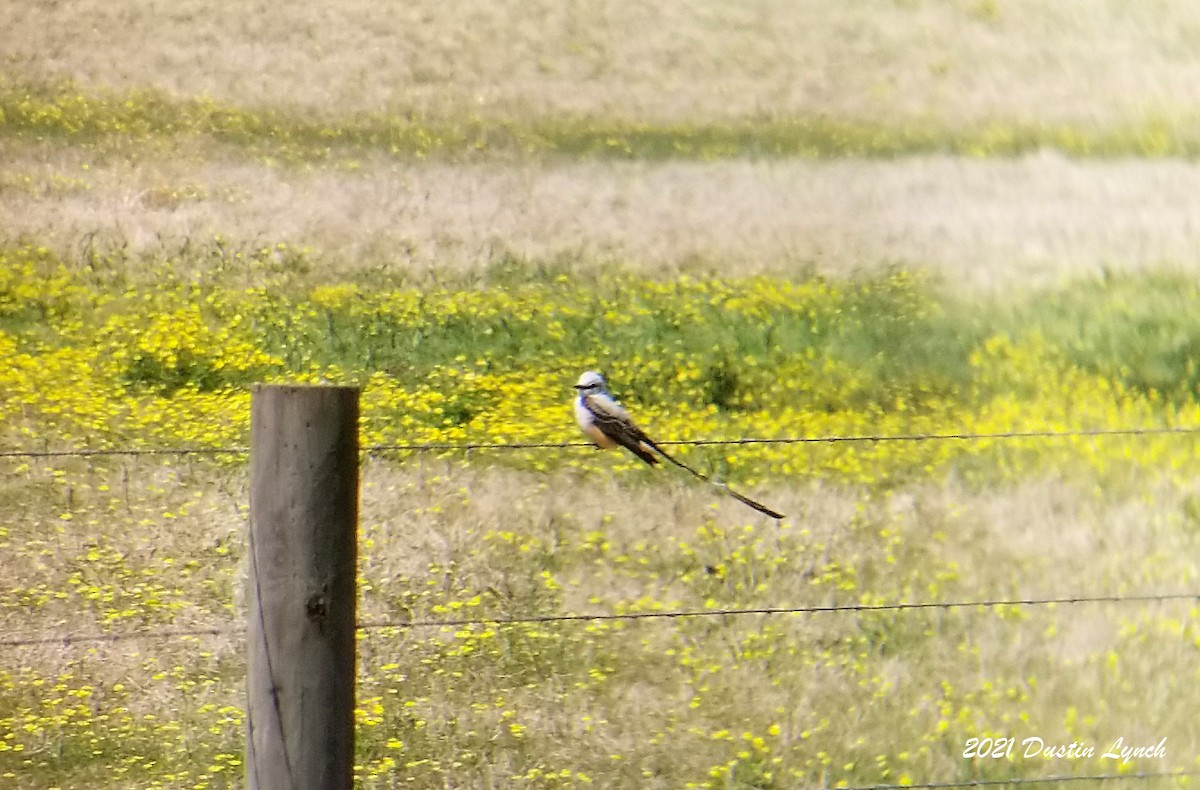 エンビタイランチョウ - ML645420760