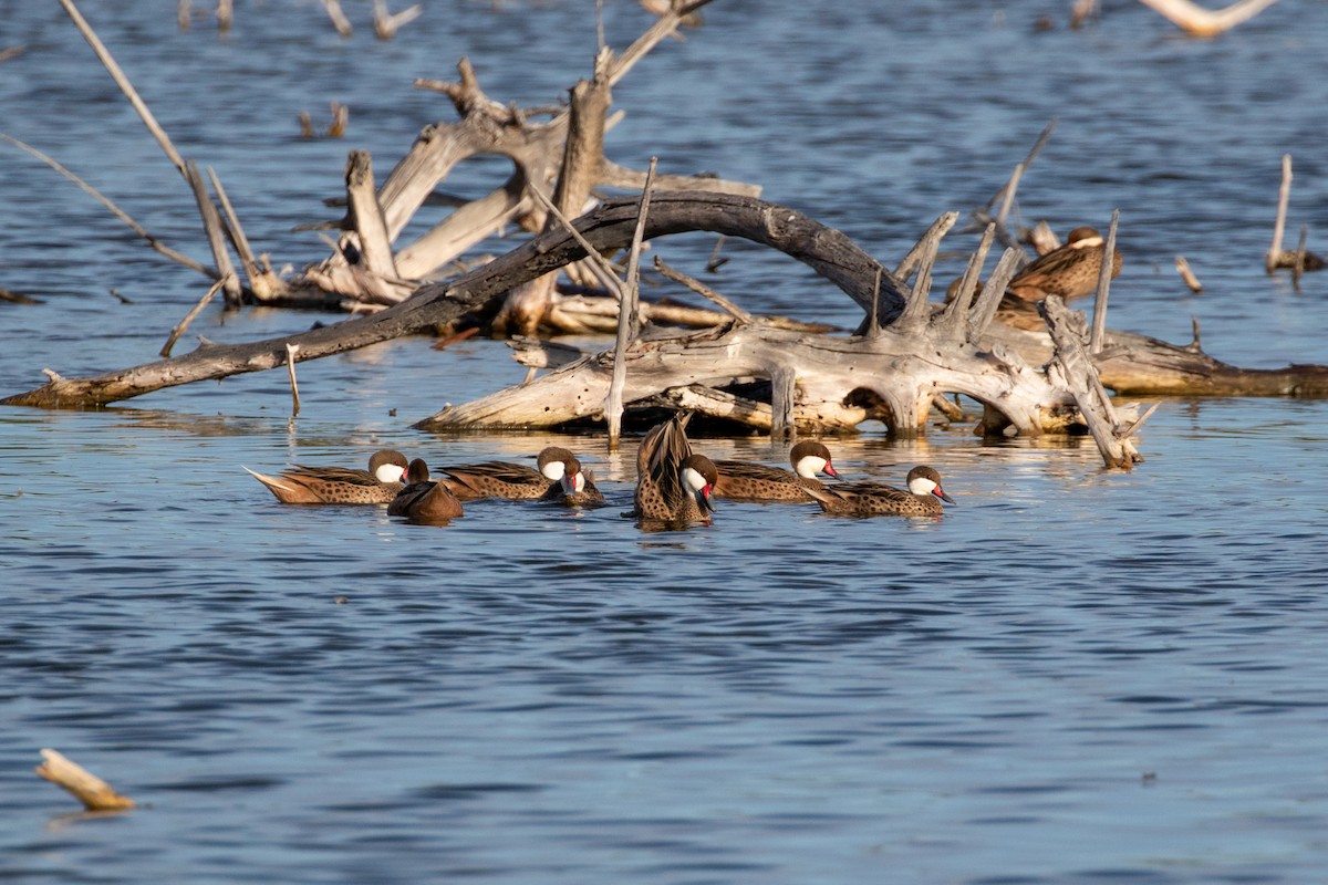 Bahamaente - ML645420761