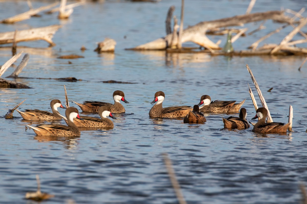 Bahamaente - ML645420762