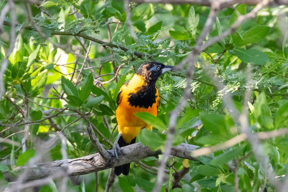 Venezuelan Troupial - ML645420773