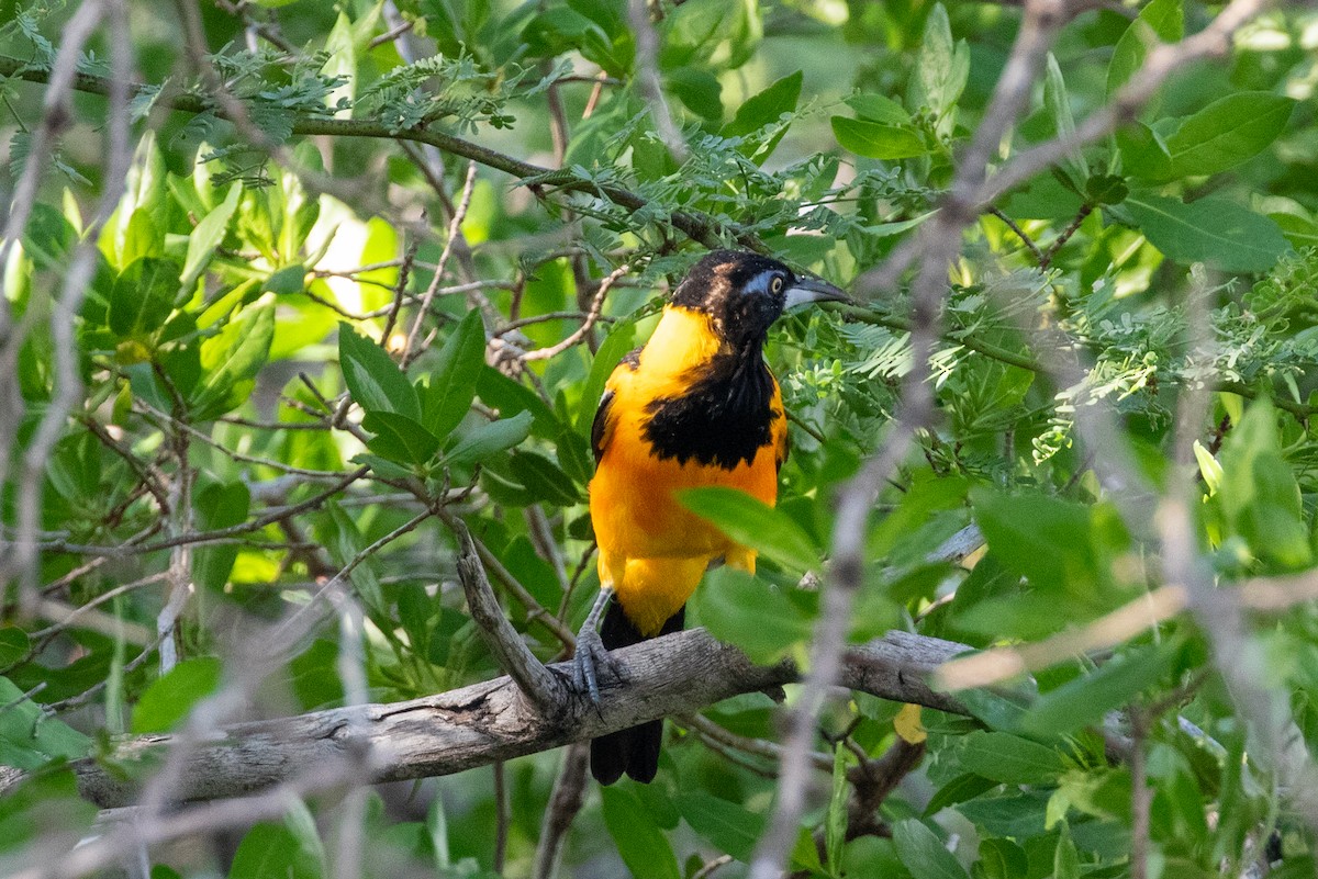 Venezuelan Troupial - ML645420774