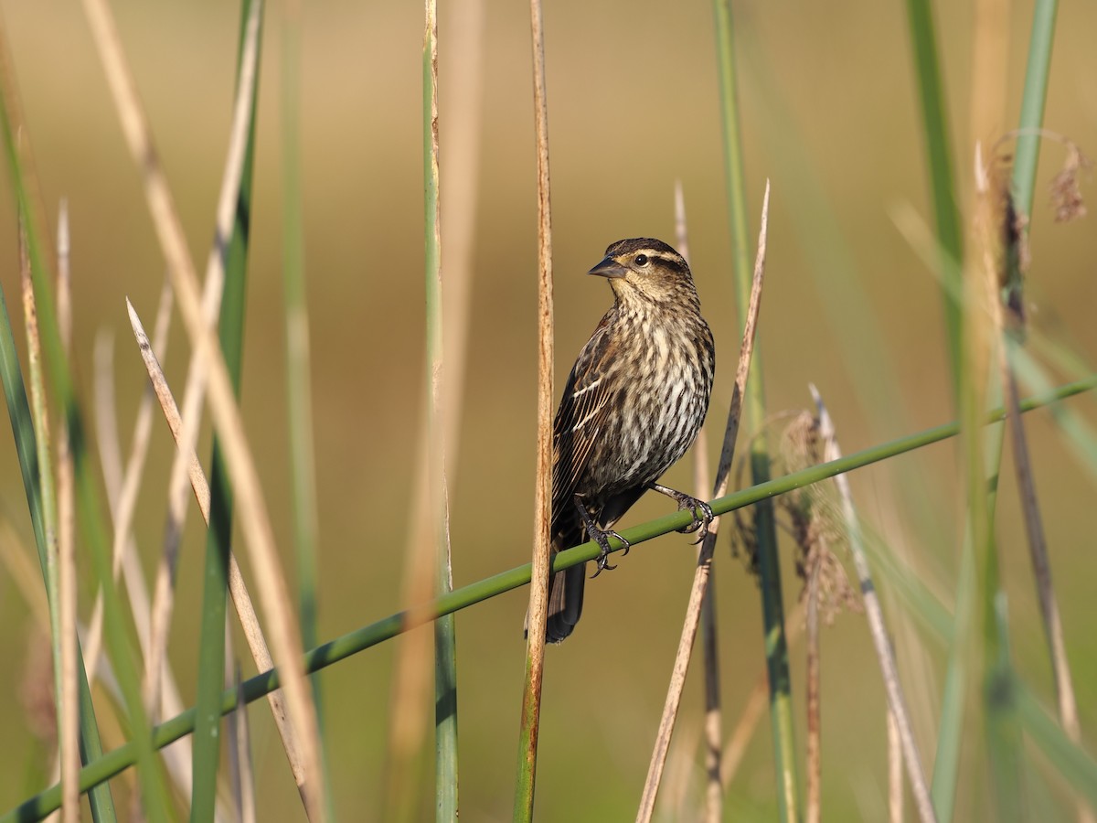 Red-winged Blackbird - ML645420778