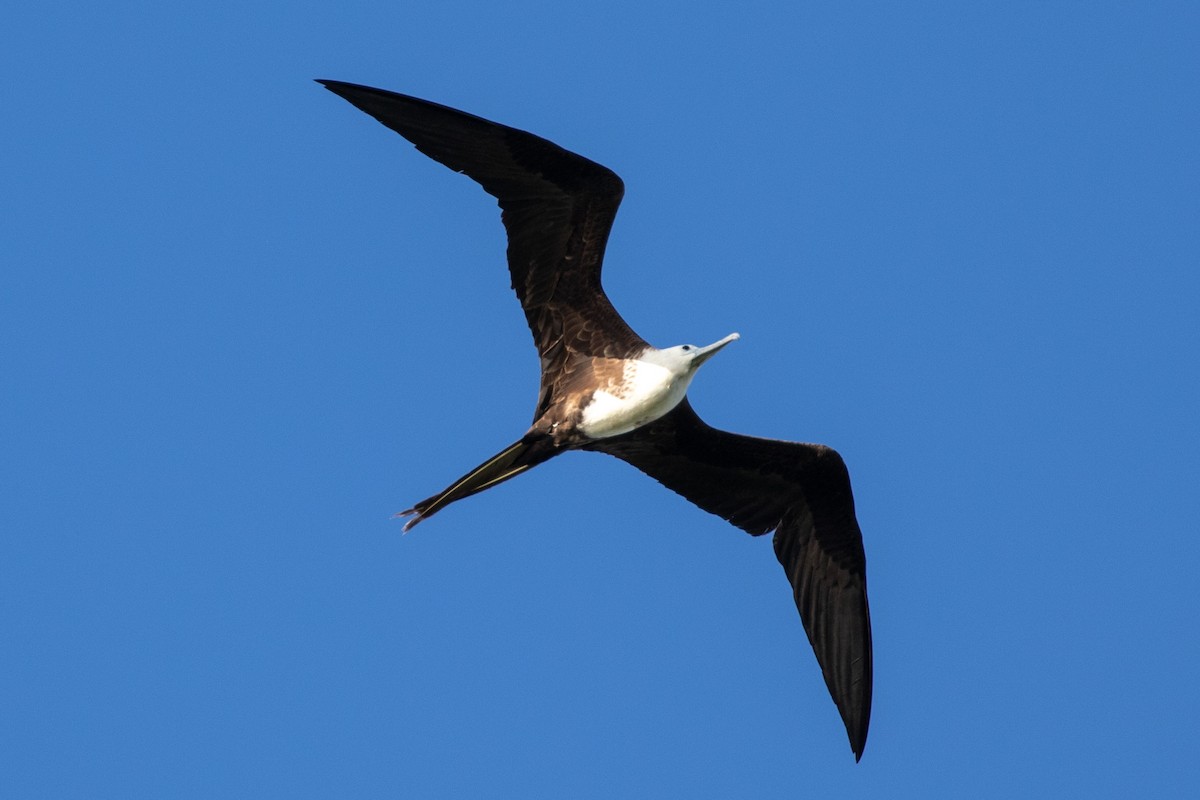 Magnificent Frigatebird - ML645420787