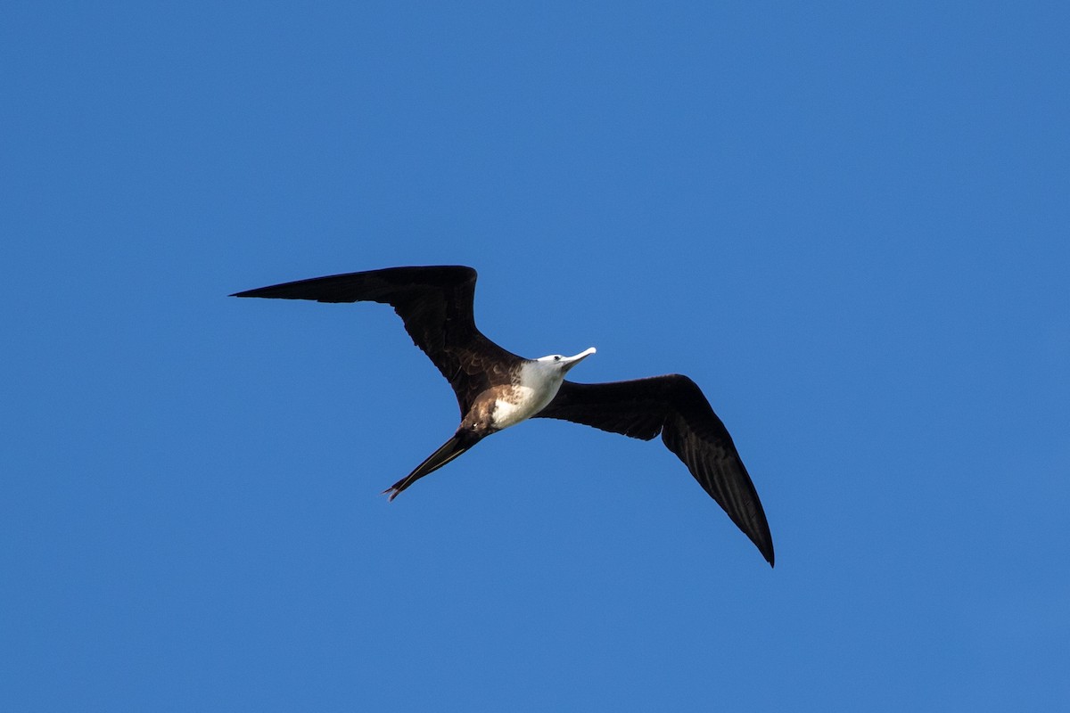 Magnificent Frigatebird - ML645420788