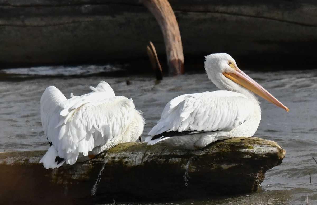 Amerika Pelikanı - ML645420797