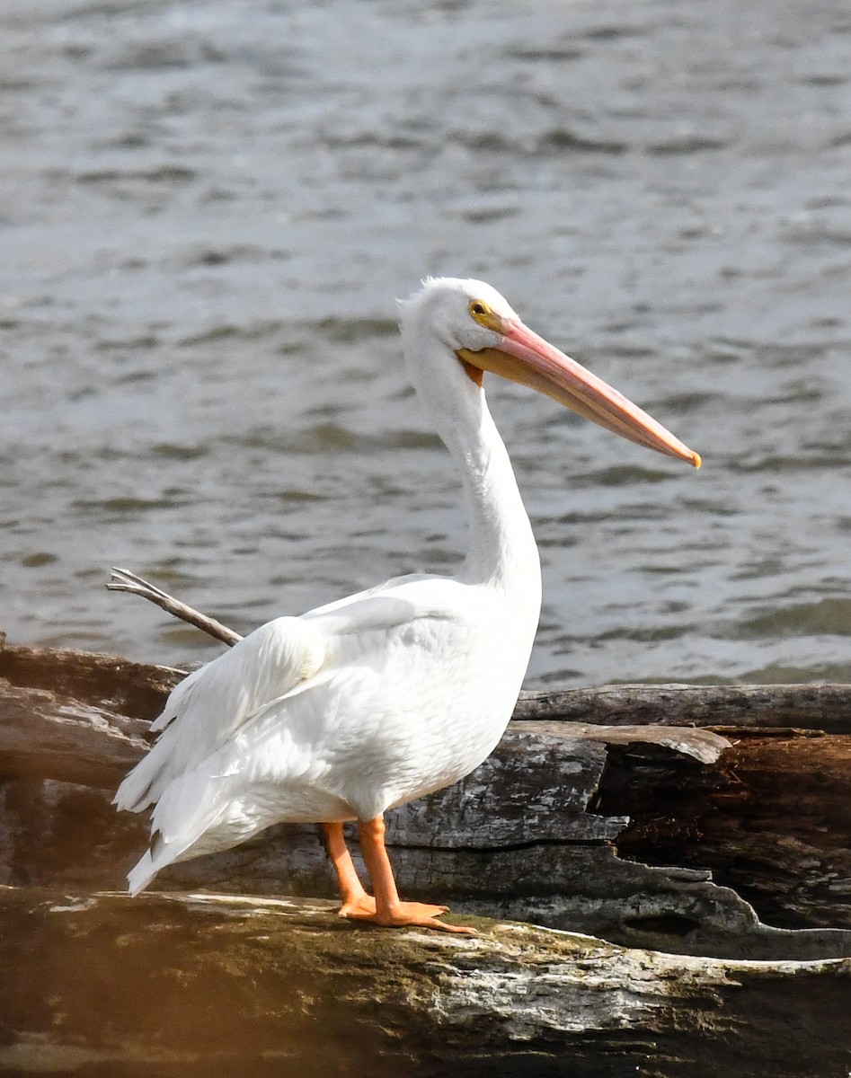 Amerika Pelikanı - ML645420798