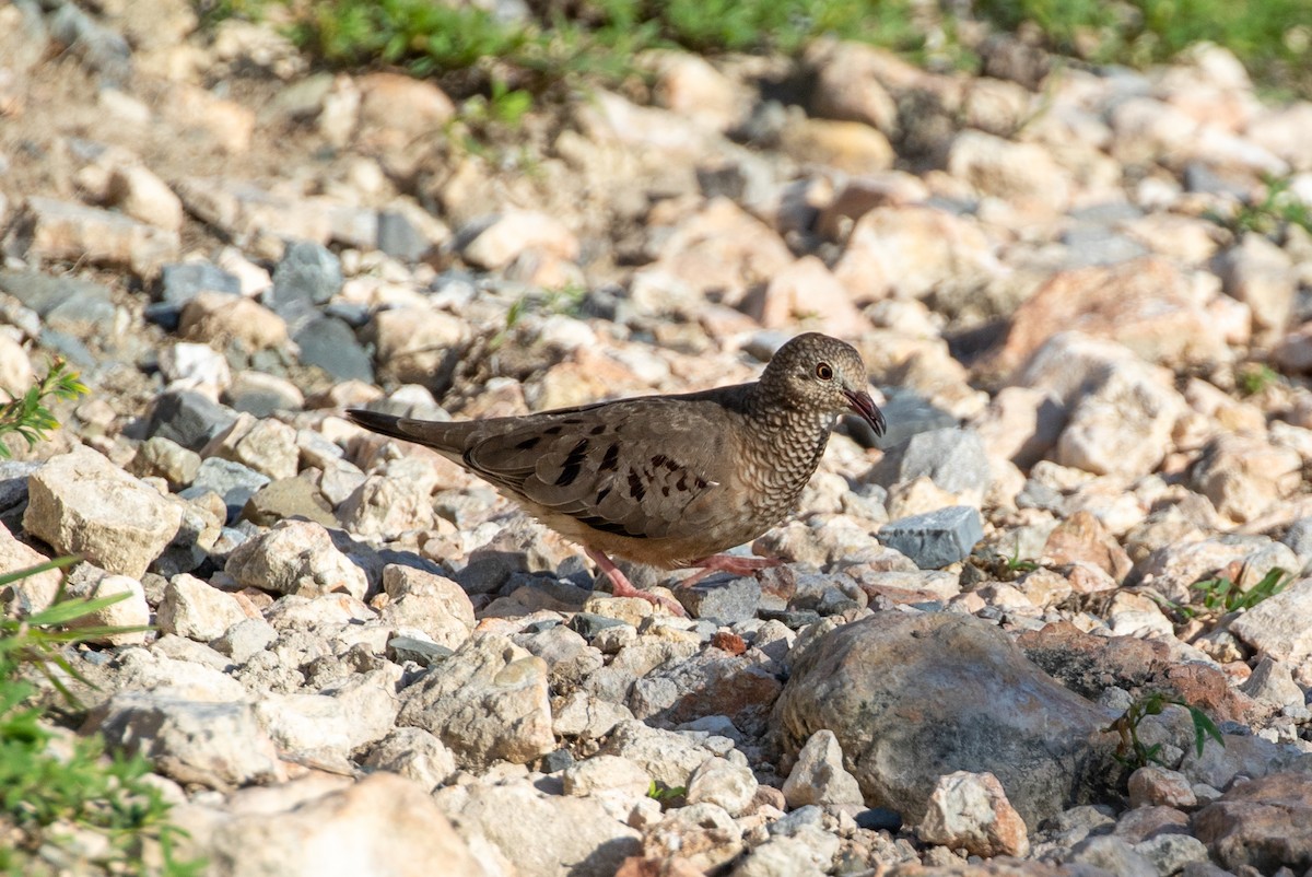 Common Ground Dove - ML645420799