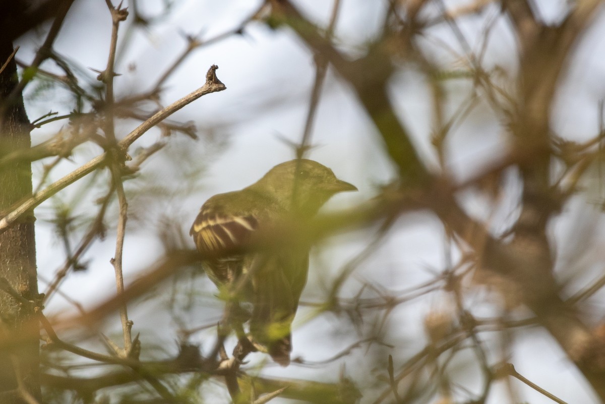 Caribbean Elaenia - ML645420809