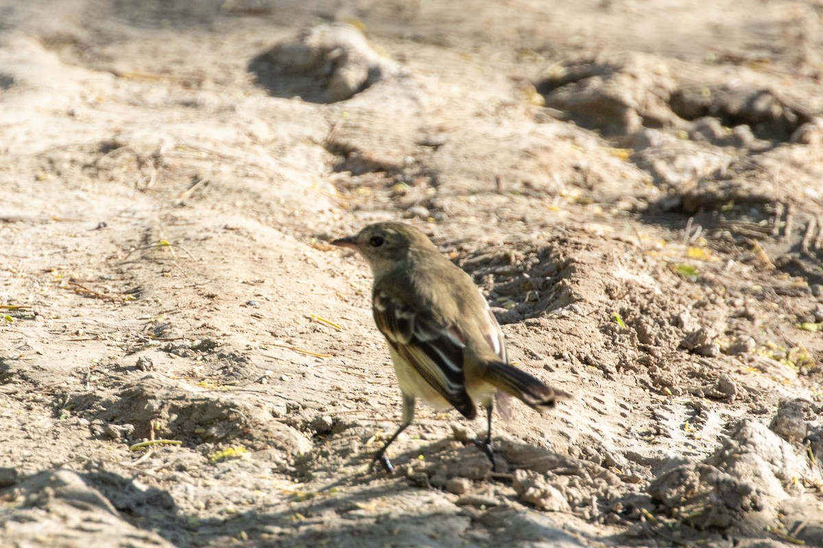 Caribbean Elaenia - ML645420810