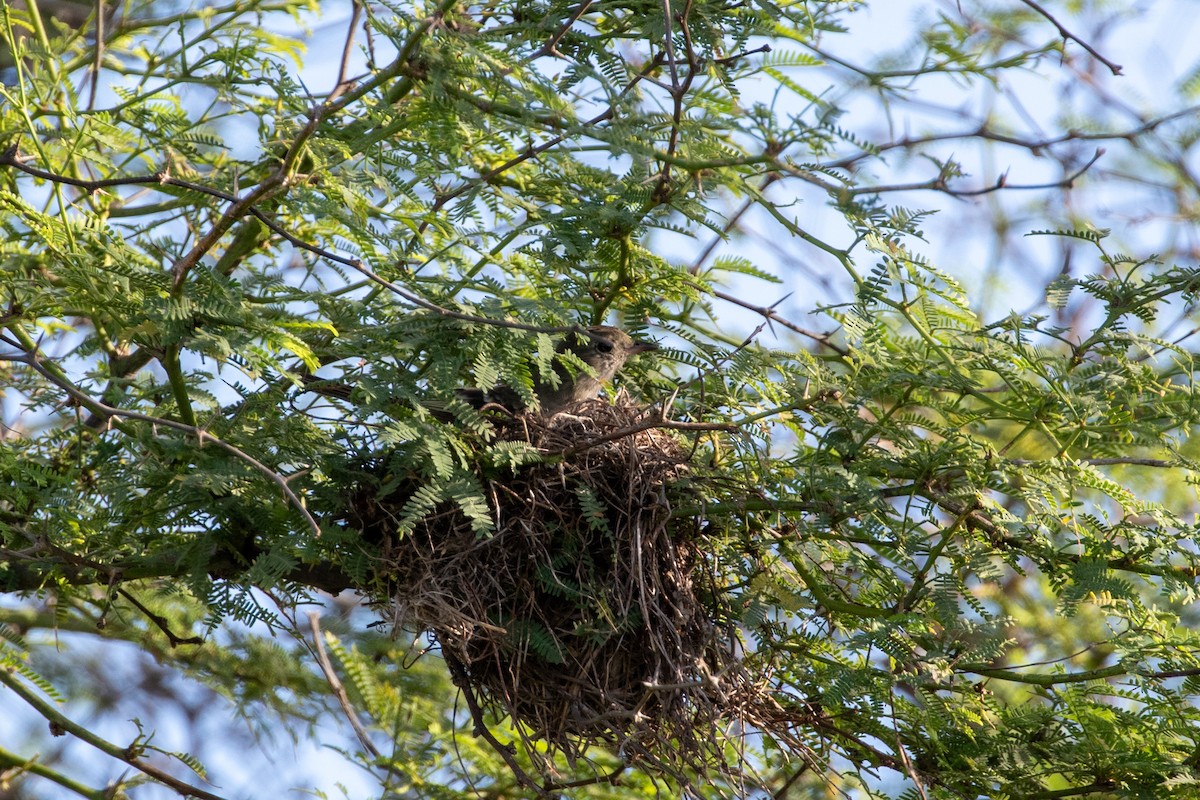 Caribbean Elaenia - ML645420811