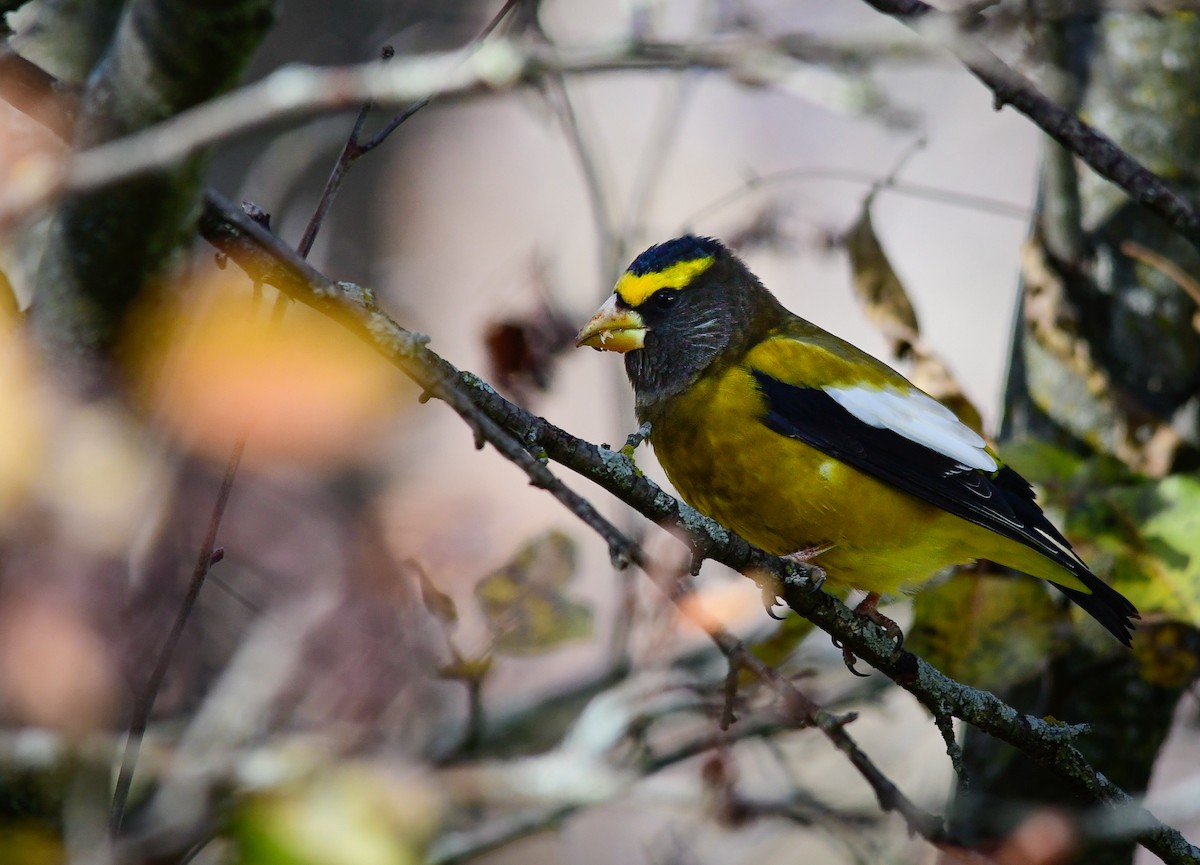 Evening Grosbeak - ML645420812
