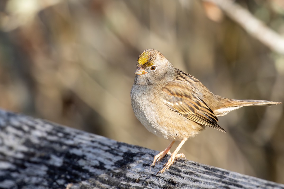 Чернобровая овсянка - ML645420813