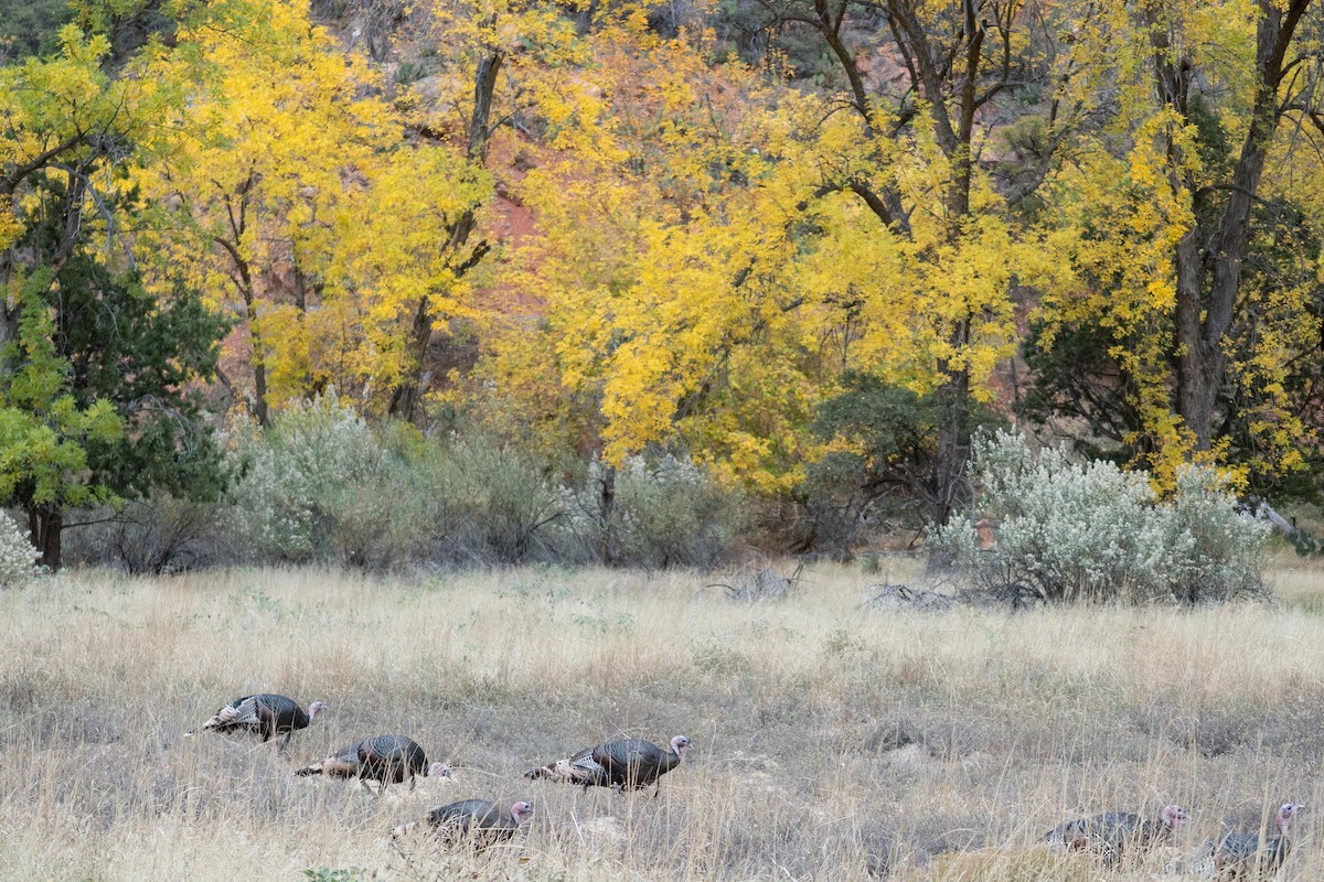 シチメンチョウ - ML645420817
