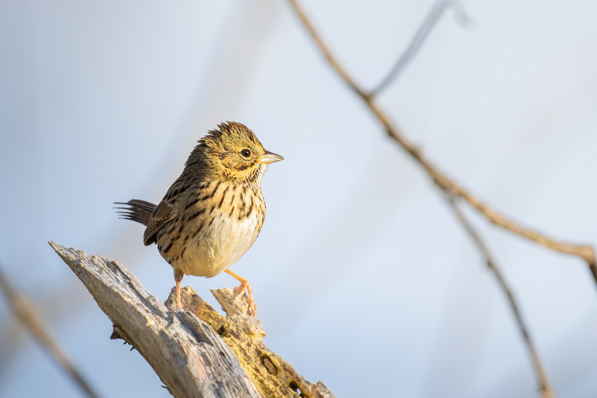 strnadec pruhohlavý - ML645420818