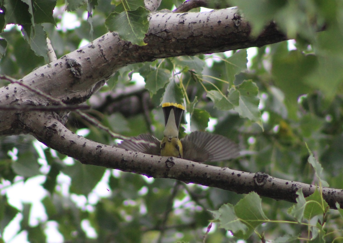 Cedar Waxwing - ML645420819