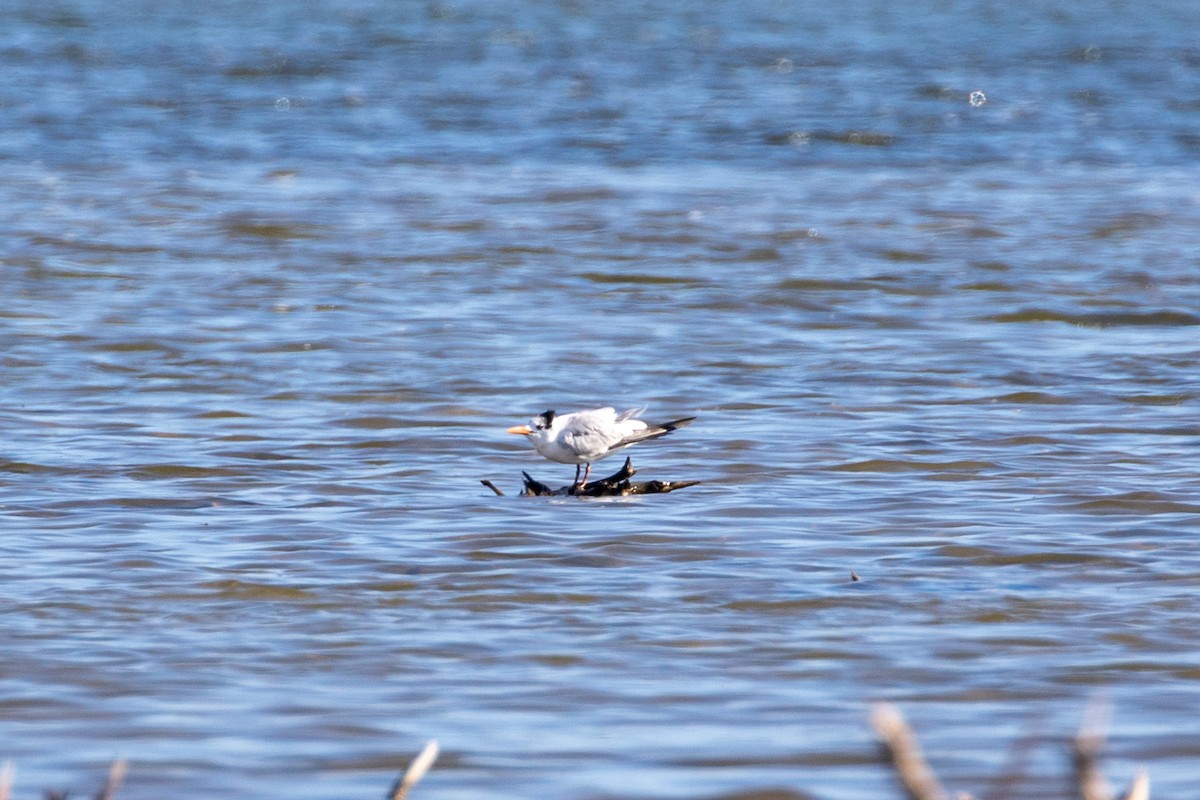 Royal Tern - ML645420848
